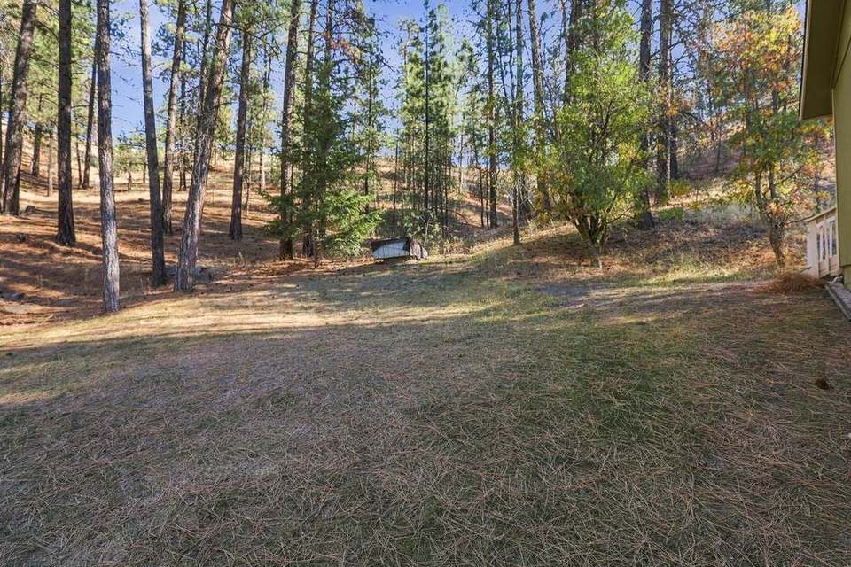 Open acreage among ponderosa pines