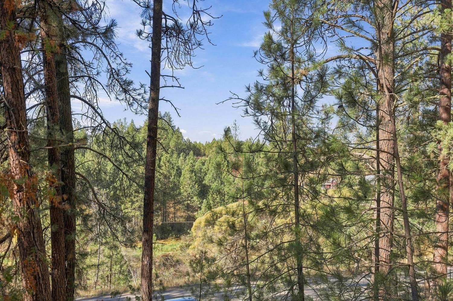 Ponderosa pines across the property